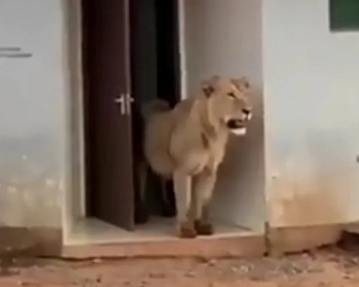 lion