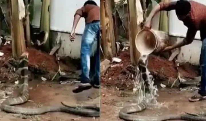 Man and cobra