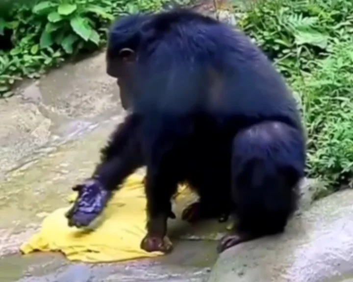 chimpanzee
