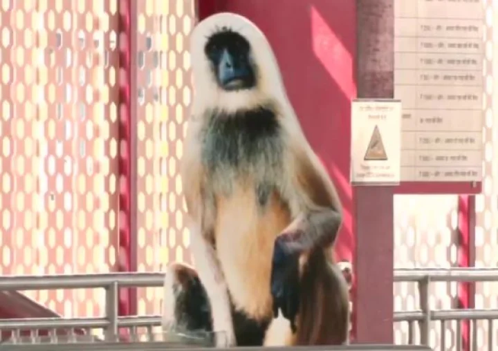 Monkey at Lucknow metro station