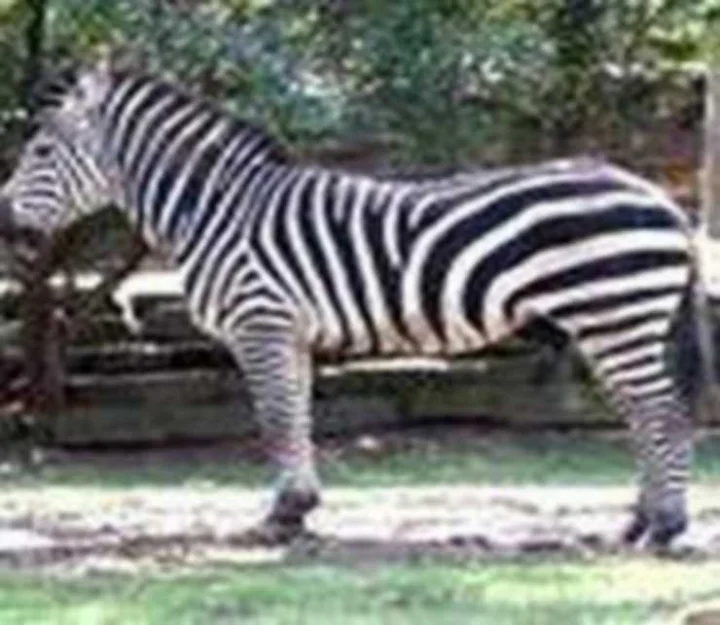 zebra