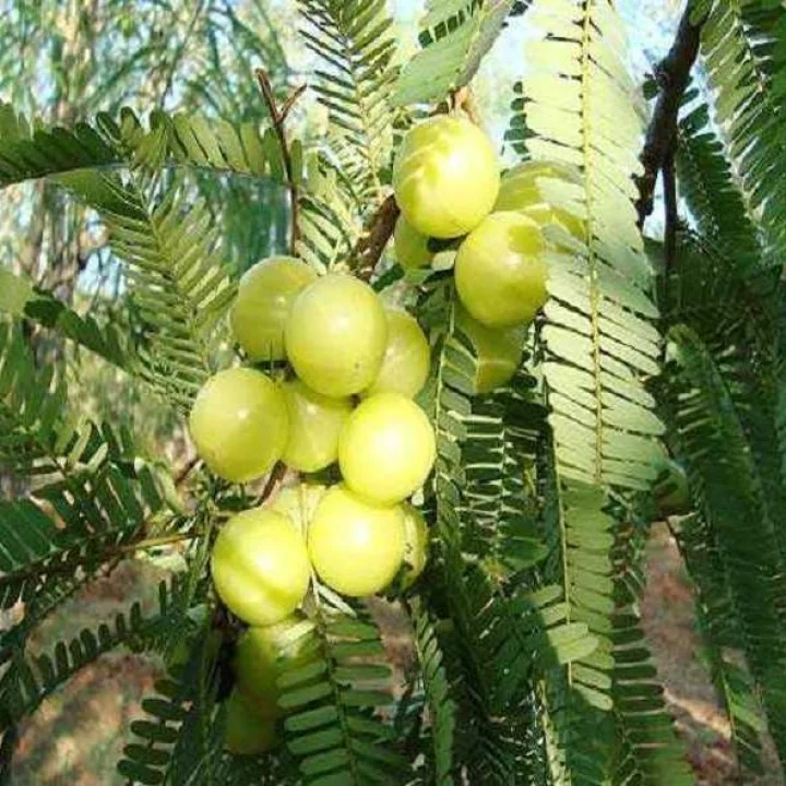 Vastu Tips : गरिबीपासून मुक्ती मिळवण्यासाठी या दिवशी घरात लावा आवळ्याचे झाड