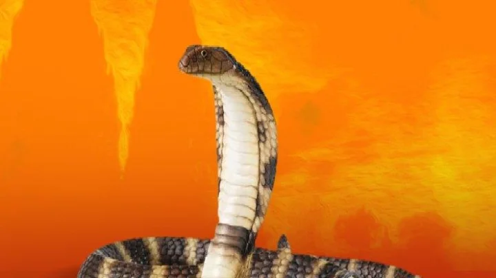 नाग पंचमीच्या दिवशी साप दिसल्याचे संकेत समजा