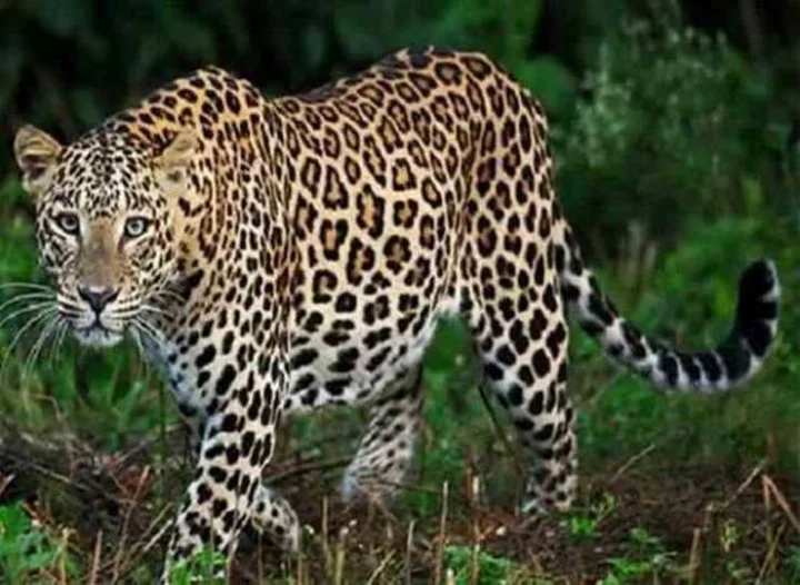 Man eating leopard shot in Udaipur