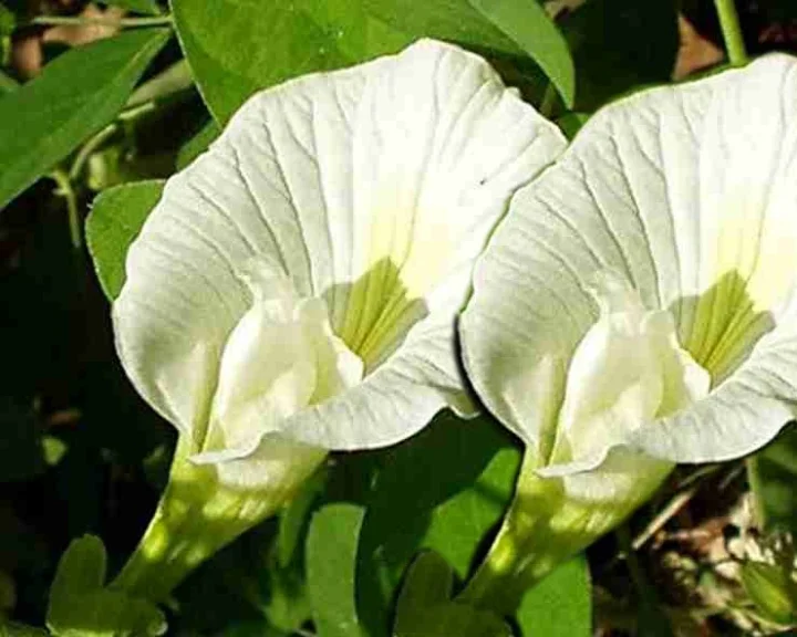 Tell the benefits of Aparajita