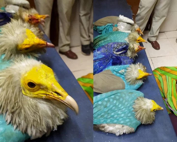 Vulture smuggler