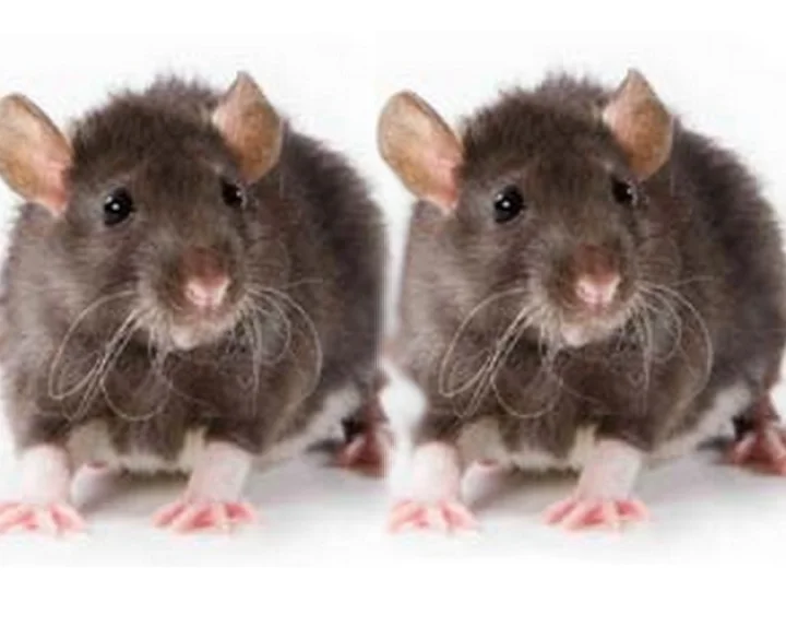 Rats bitten the patient in Badaun