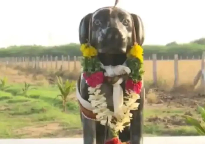 Dog temple