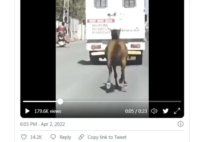 horse