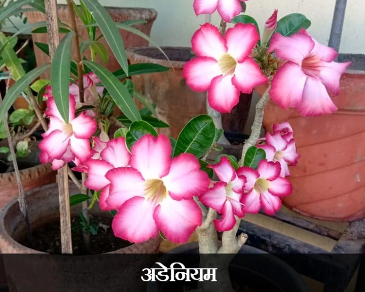 Plant care