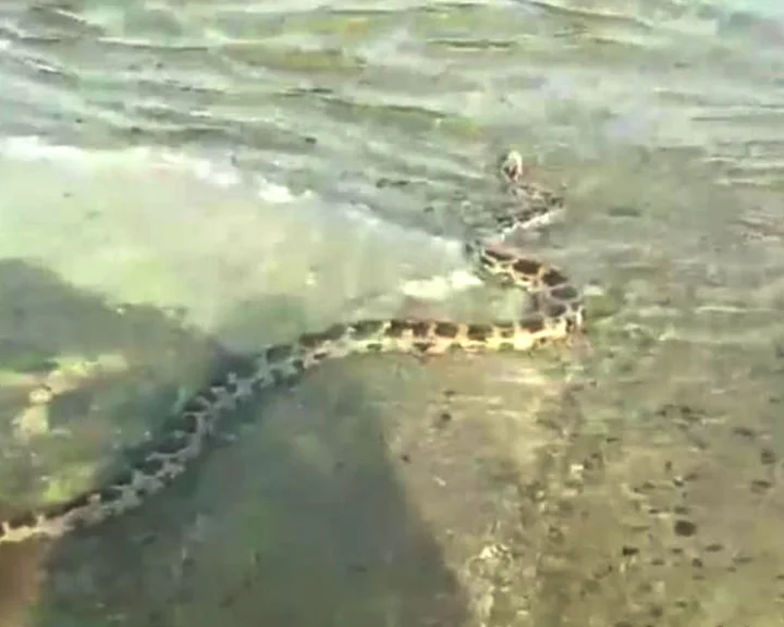 python on electric pole