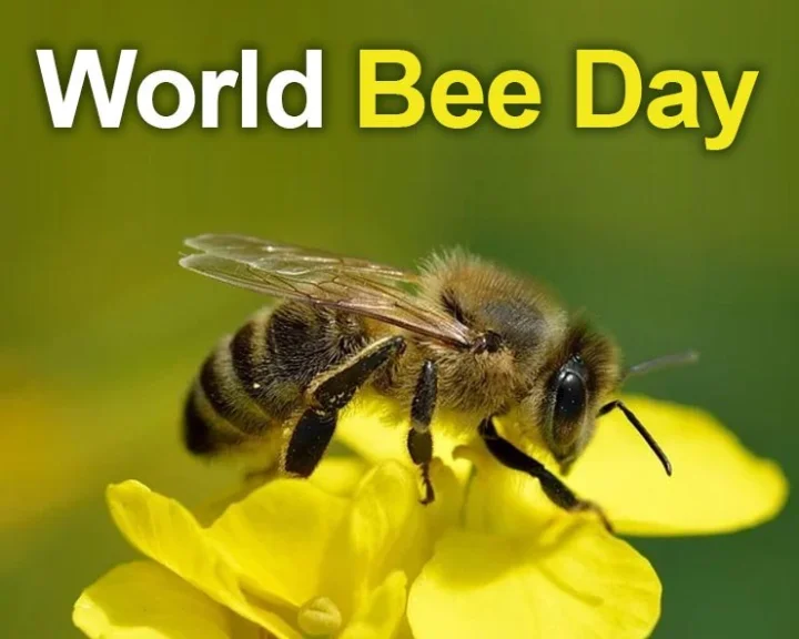 World Bee Day 2022