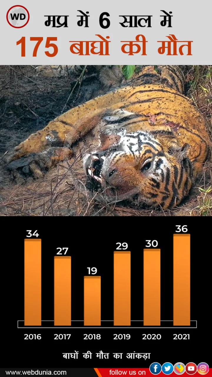 tiger state