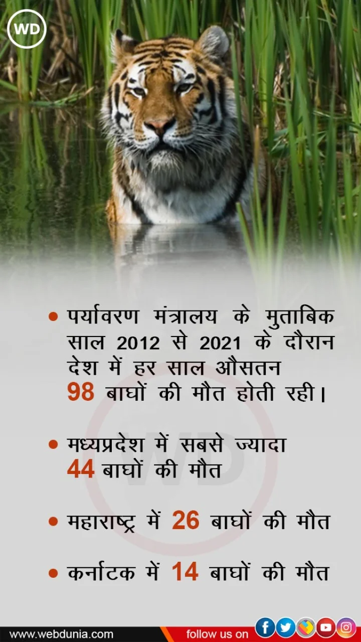 tiger state