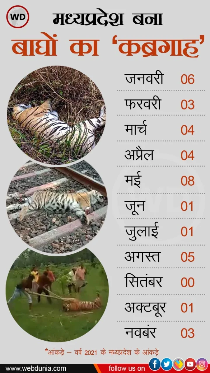 tiger state
