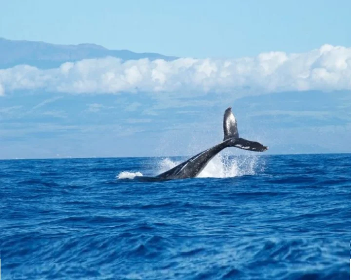 world ocean day