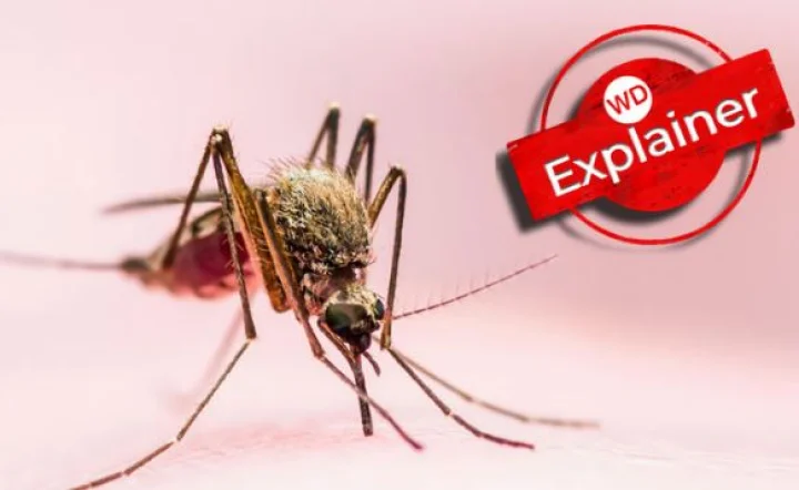 mosquito