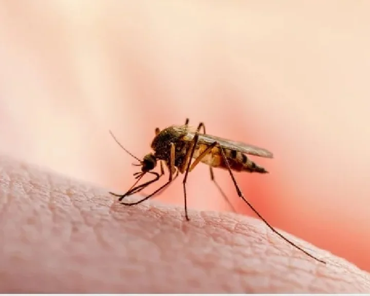  mosquito