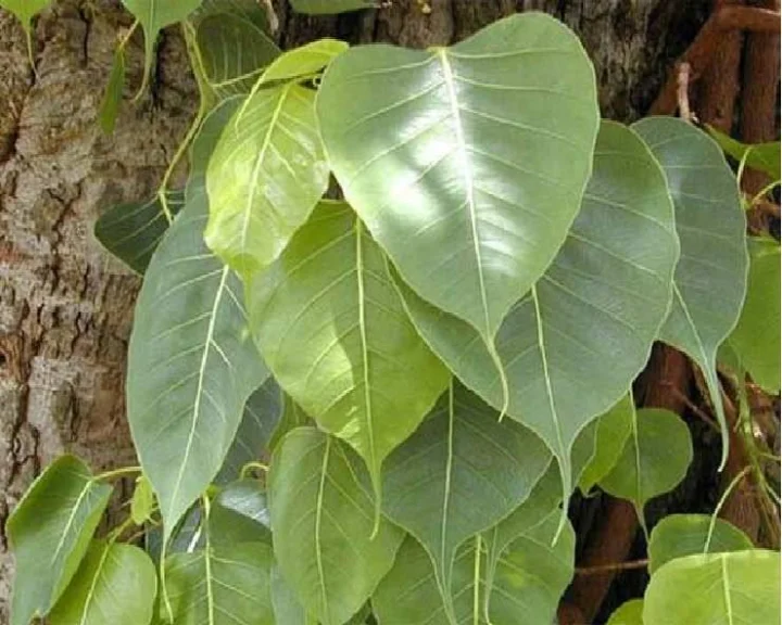 Guru pushya nakshatra