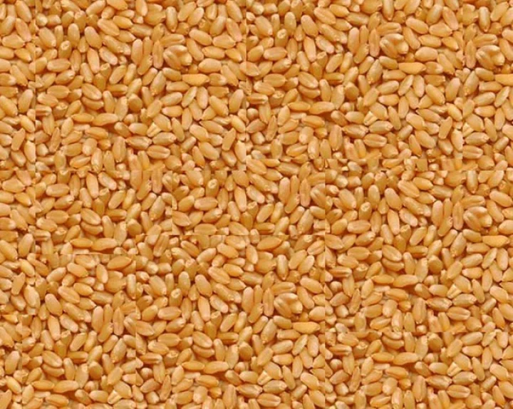 Government increased the minimum support price of wheat by Rs 150