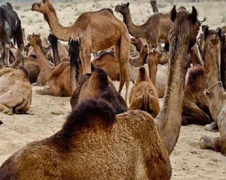 World Camel Day