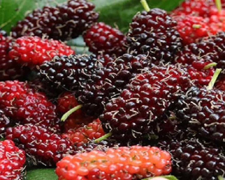 mulberry shahtut