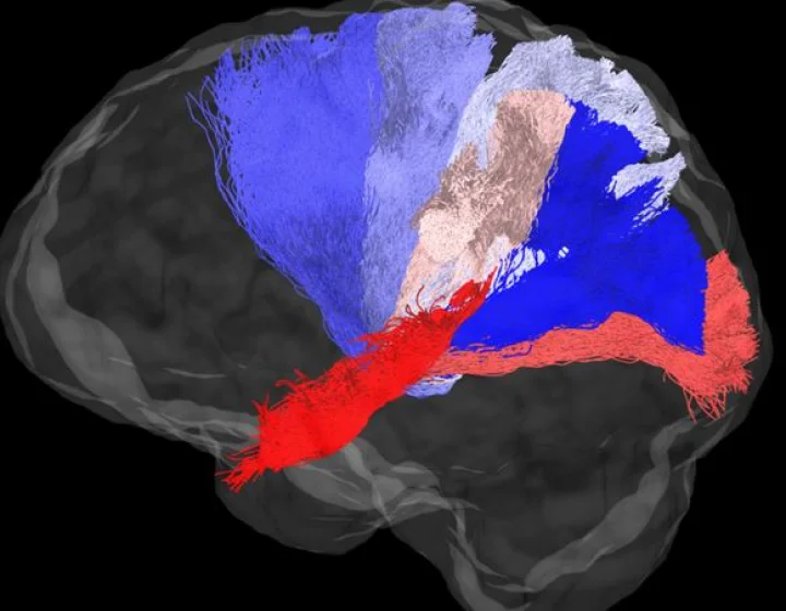 human brain