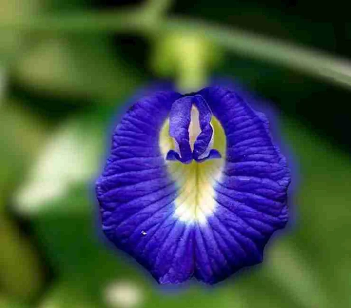Health Benefits of Neeli Aparajita