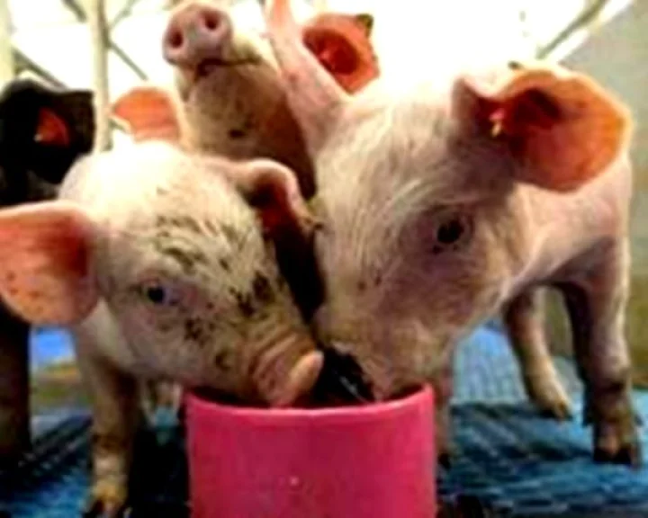 African Swine Fever