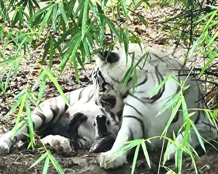 Indore Zoo