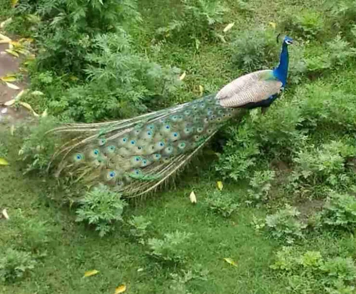 Peacock Dream