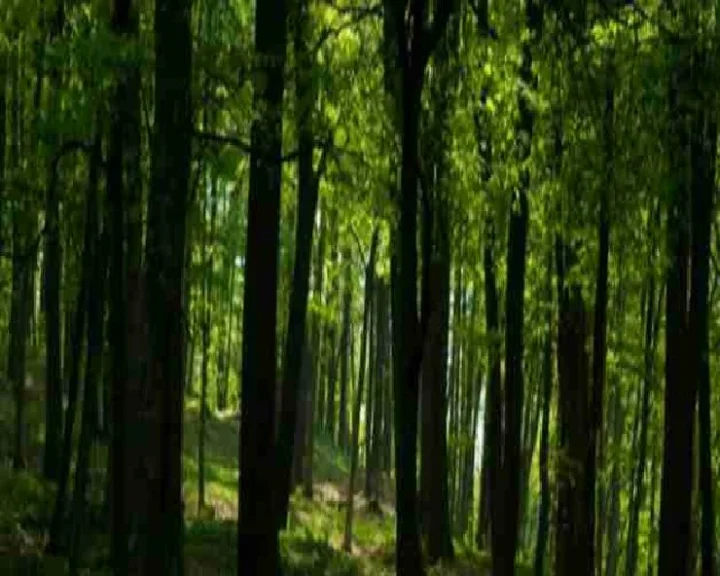 Forest 