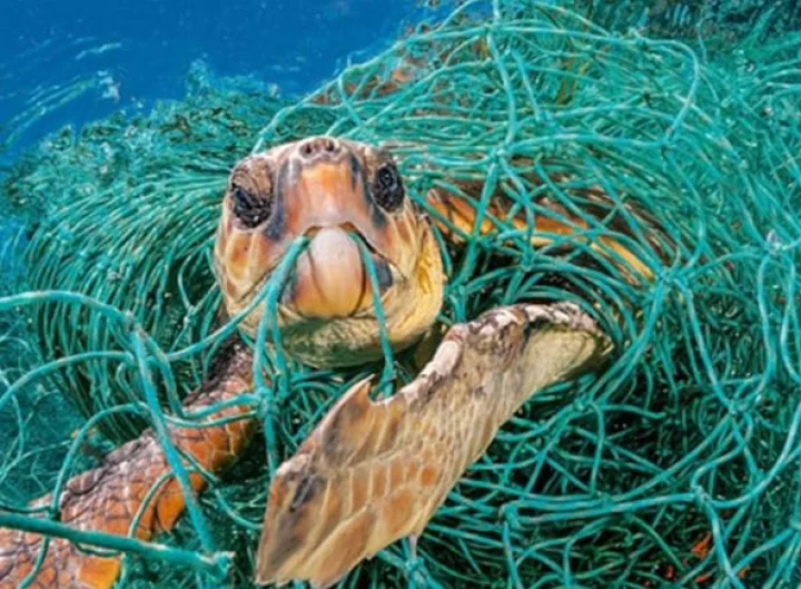 समुद्री-तंत्र पर कचरे की वजह से मंडरा रहा भयावह संकट