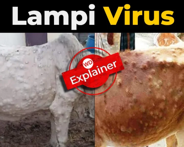 lumpi virus