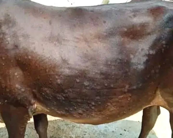 Lumpy virus