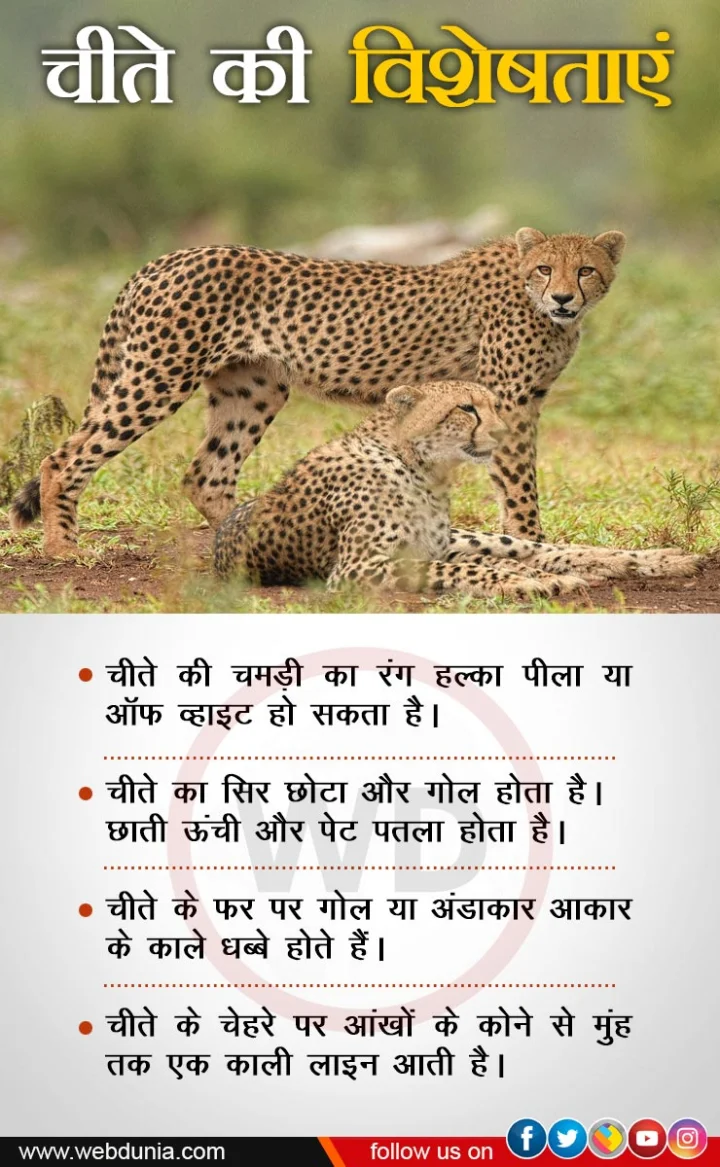 cheetah