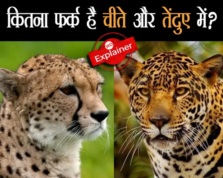 cheetah