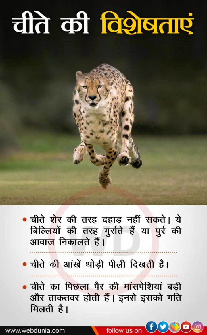 cheetah