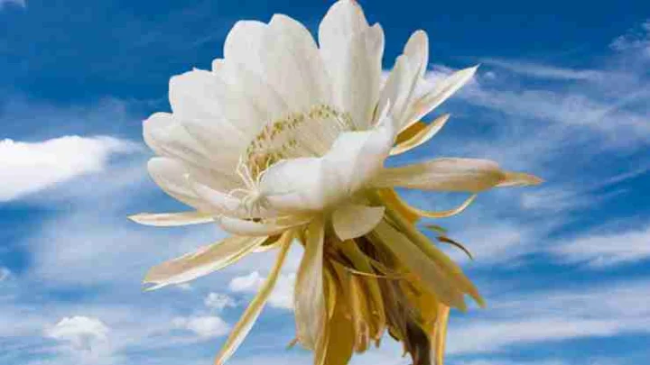 What are the benefits of Brahma Kamal