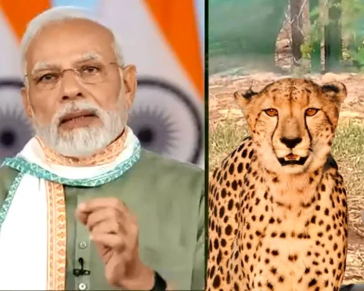 cheetah