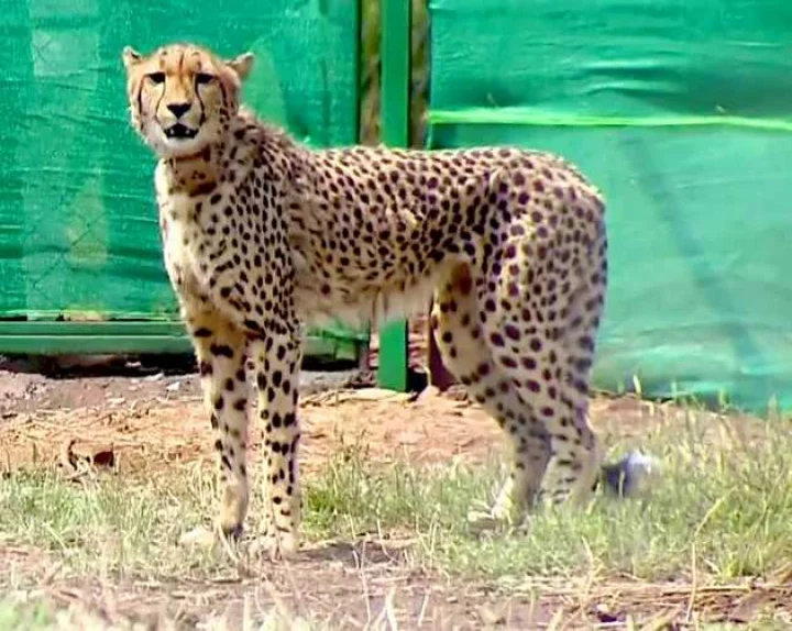 Reason for death of cheetahs in Kuno