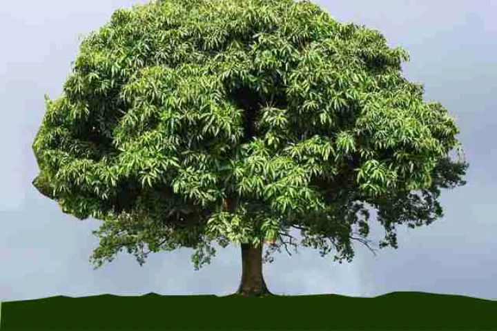 What if there is a mango tree in the courtyard