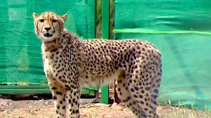 आफ्रिकेतून आणलेल्या सातव्या चित्त्याचा मृत्यू, हे आहे कारण