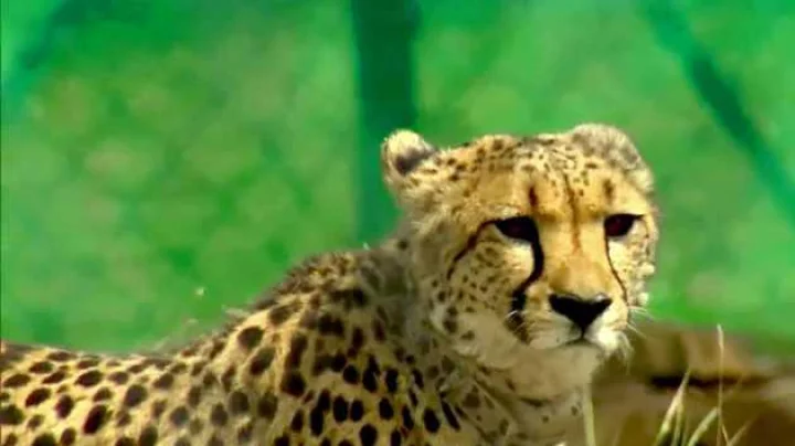 'शौर्य' चित्त्याचा अशक्त झाल्याने मृत्यू, कुनो अभयारण्यात चित्त्यांच्या मृत्यूचं सत्र सुरूच