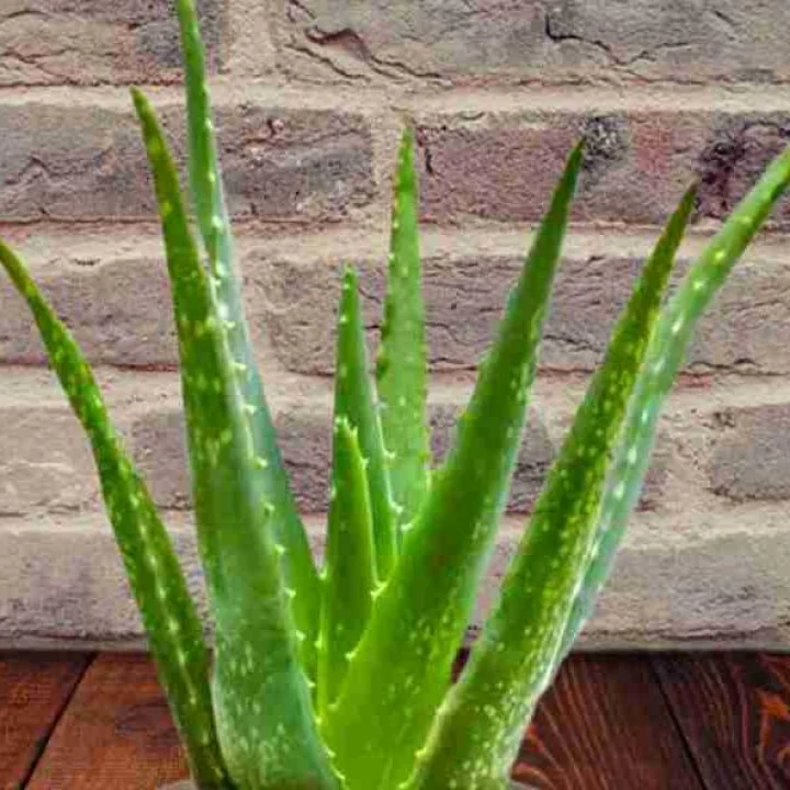 vastu Tips : घरी कोरफडी (Aloe vera) चे रोप लावल्याने काय होते?
