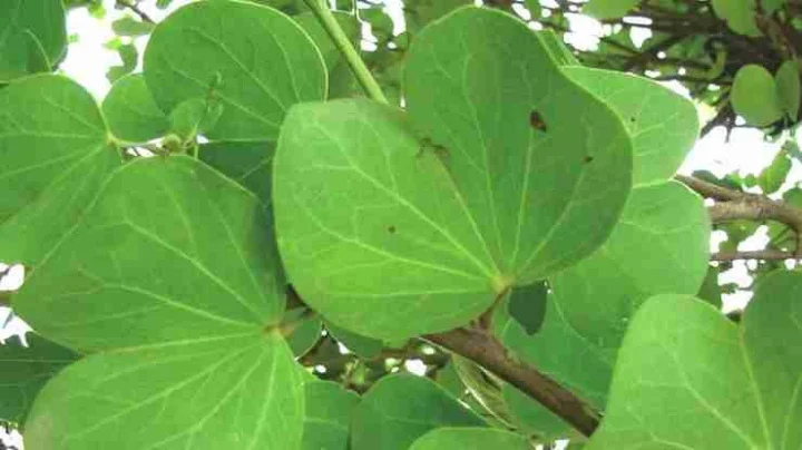 विजयादशमीच्या दिवशी आपट्याची पाने का वाटतात?