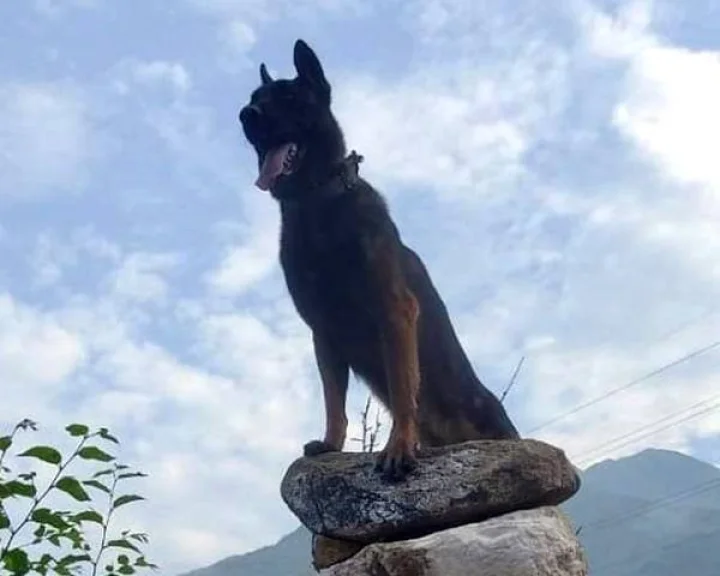 Army brave dog Zoom was no more