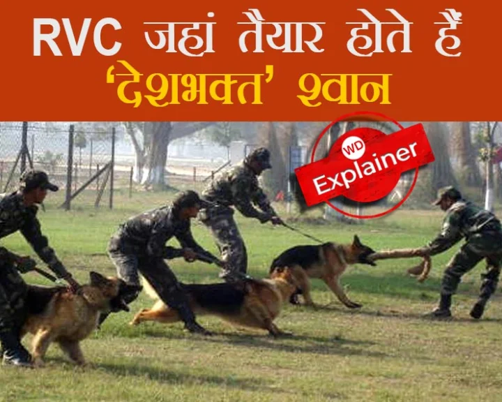 RVC Dog