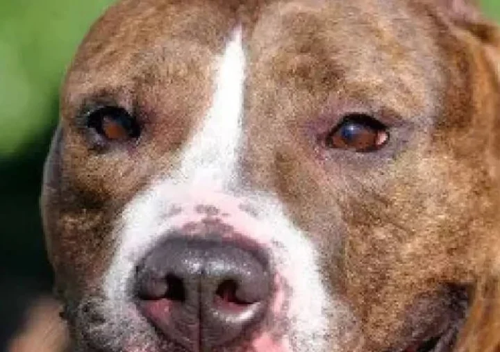 pit bull