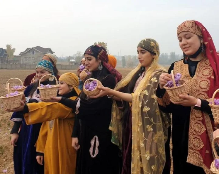 saffron production